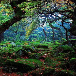 Meet your Posher, Alexandre